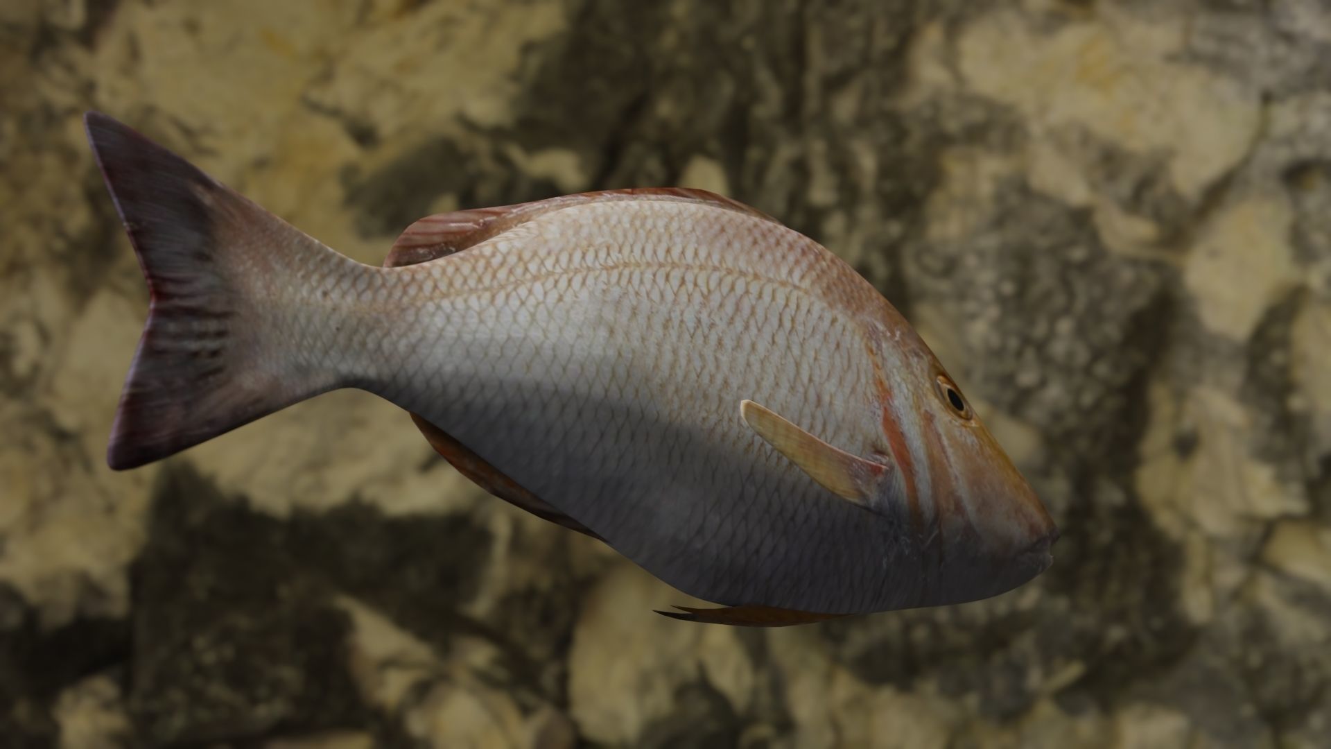 Lethrinus lentjan fish Low-poly 3D model_5