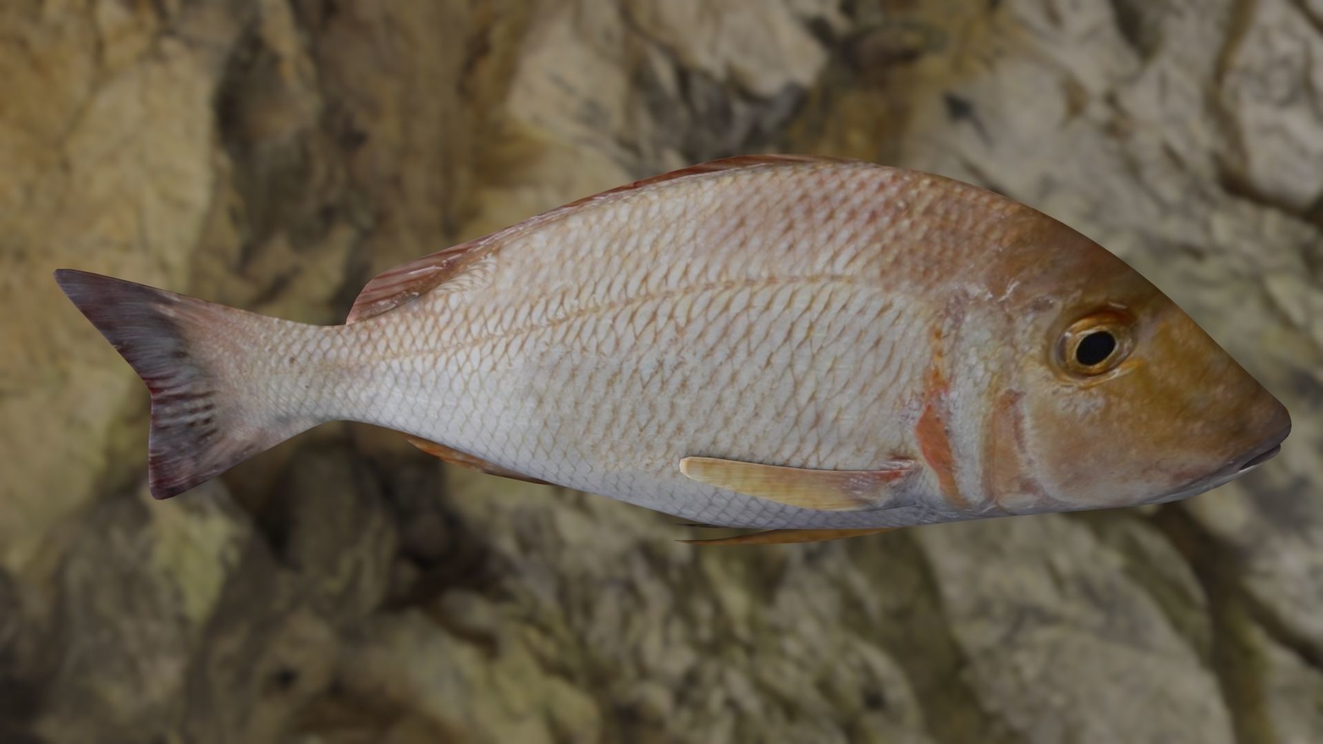 Lethrinus lentjan fish Low-poly 3D model_11