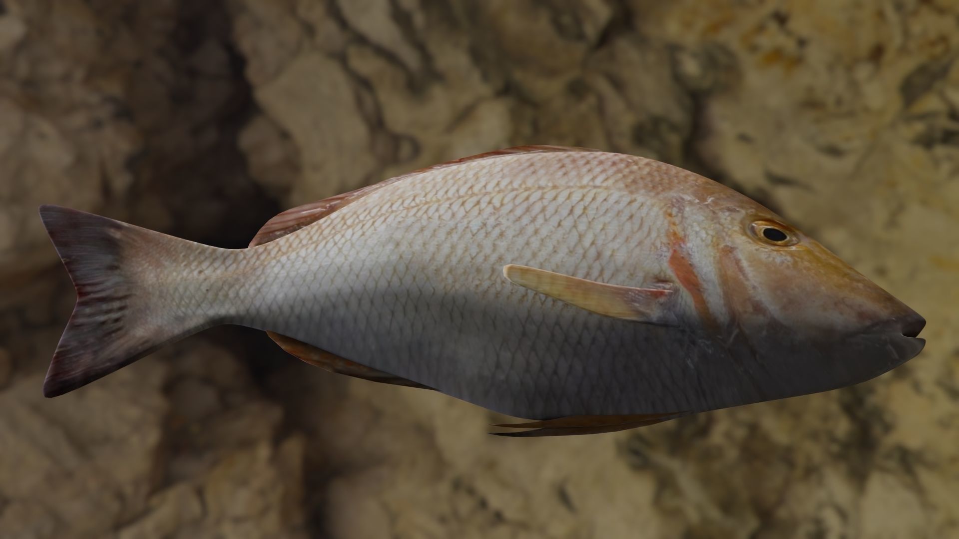Lethrinus lentjan fish Low-poly 3D model_6