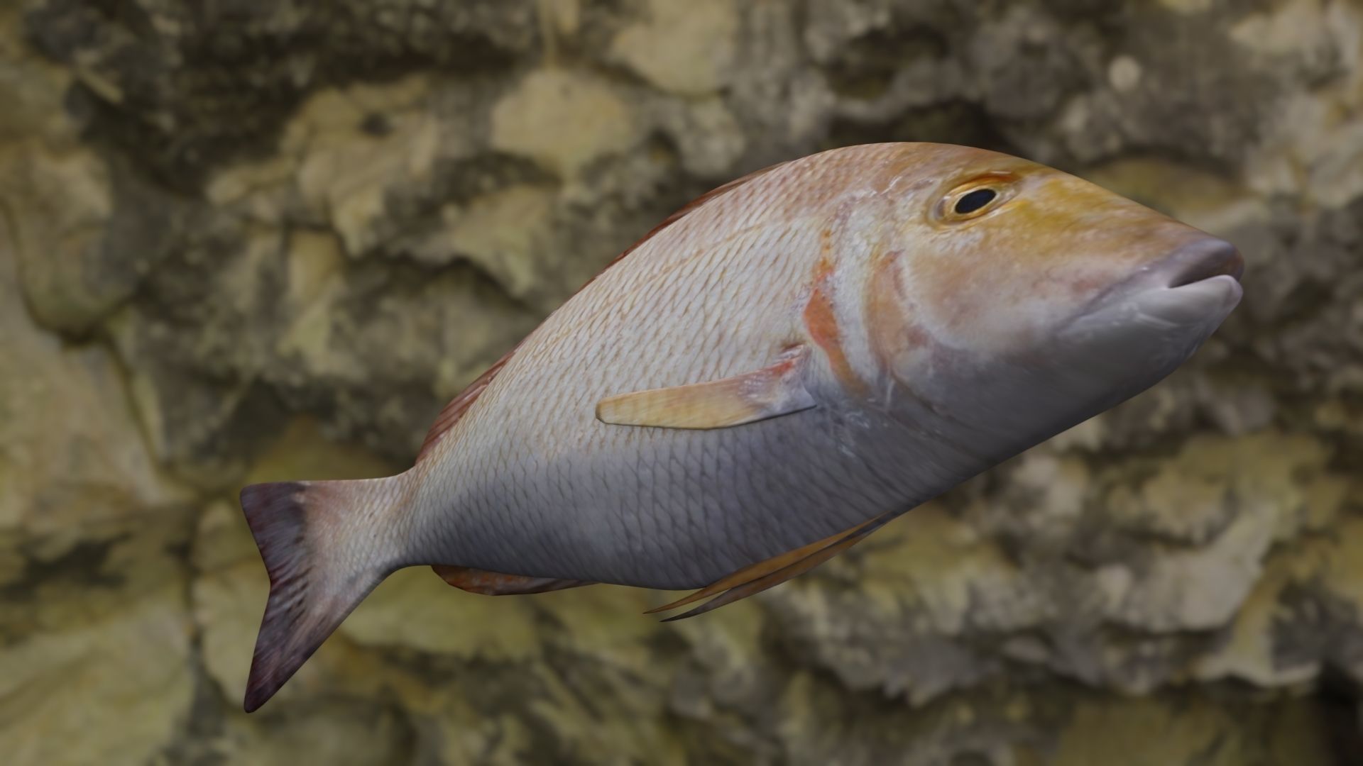 Lethrinus lentjan fish Low-poly 3D model_14