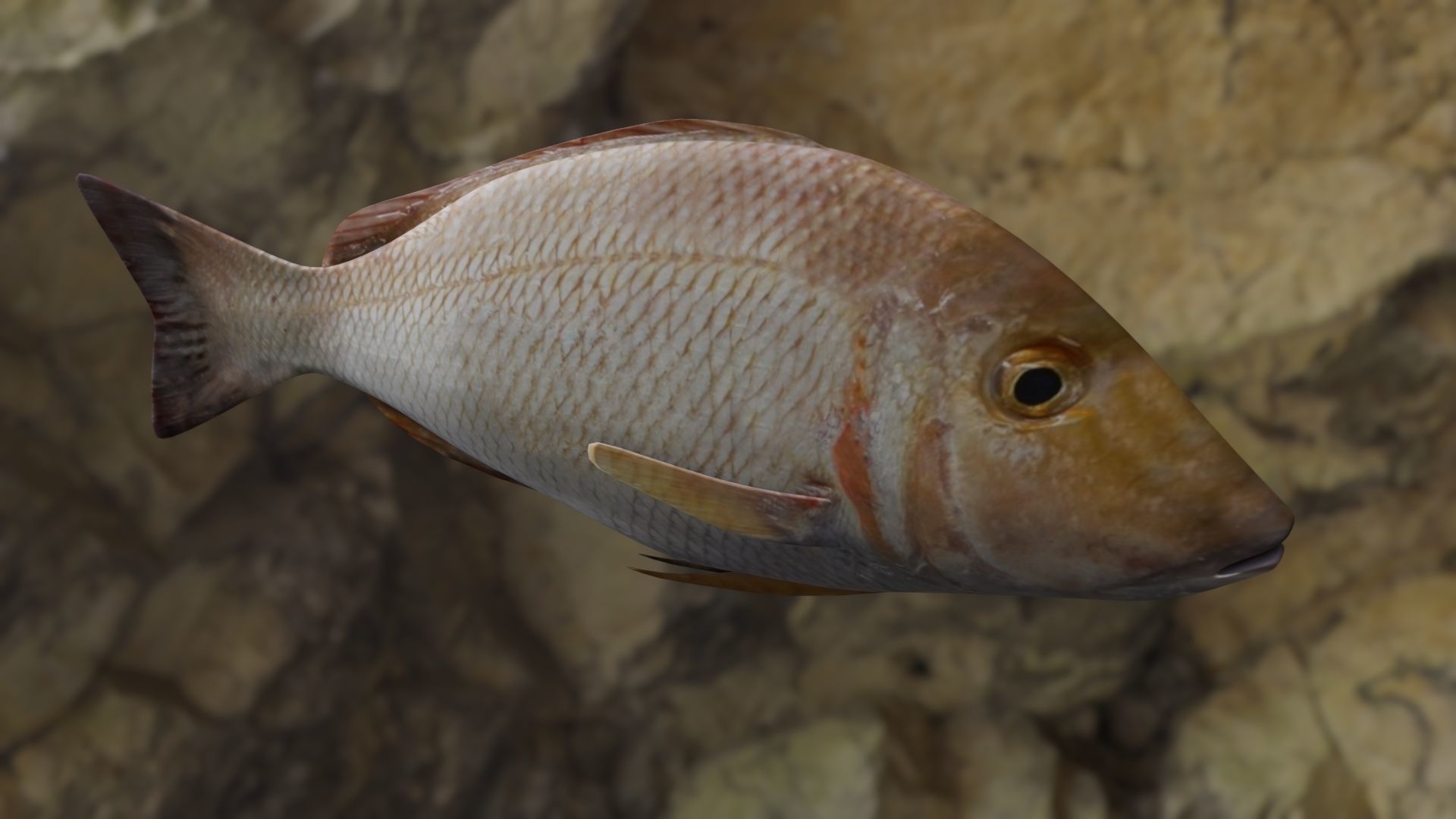 Lethrinus lentjan fish Low-poly 3D model_20