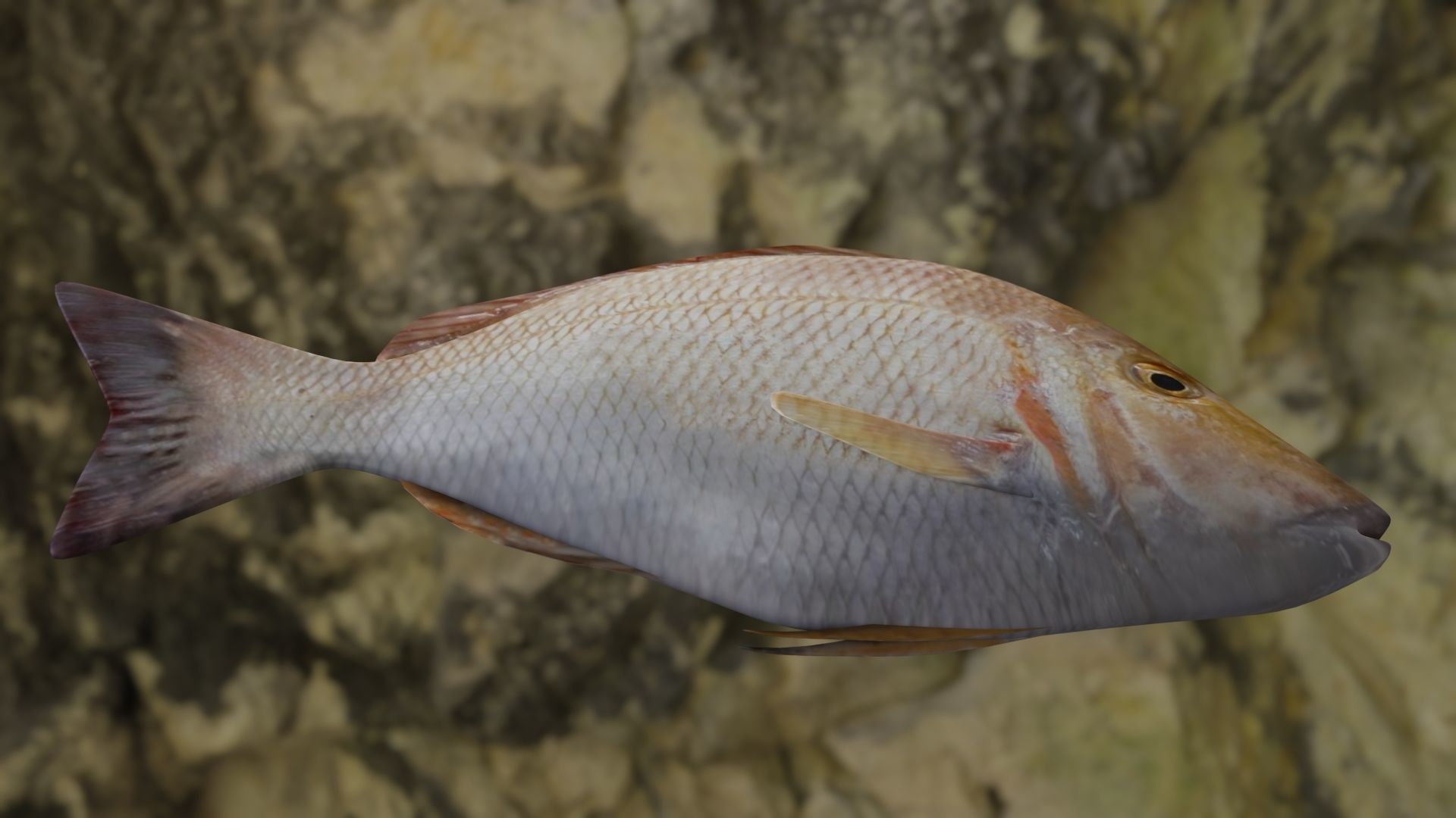 Lethrinus lentjan fish Low-poly 3D model_10