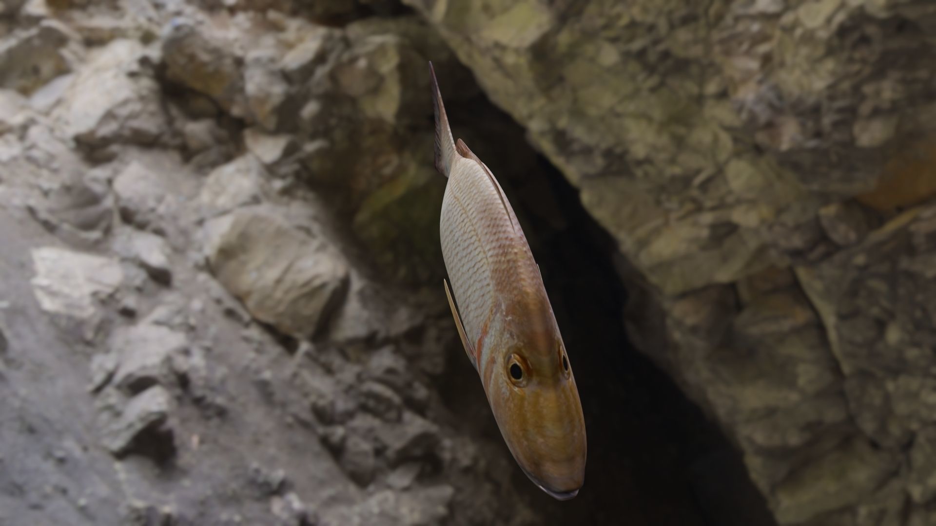 Lethrinus lentjan fish Low-poly 3D model_3