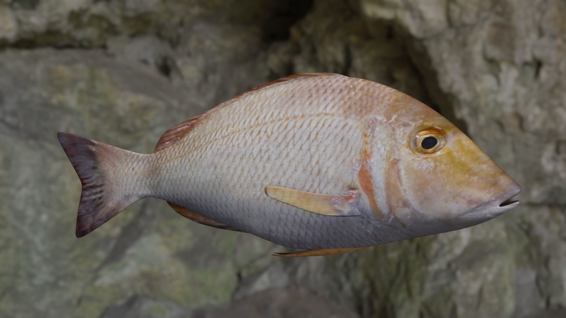 Lethrinus lentjan fish Low-poly 3D model_12