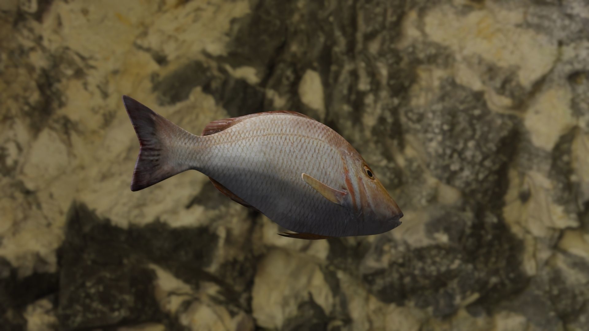 Lethrinus lentjan fish Low-poly 3D model_4