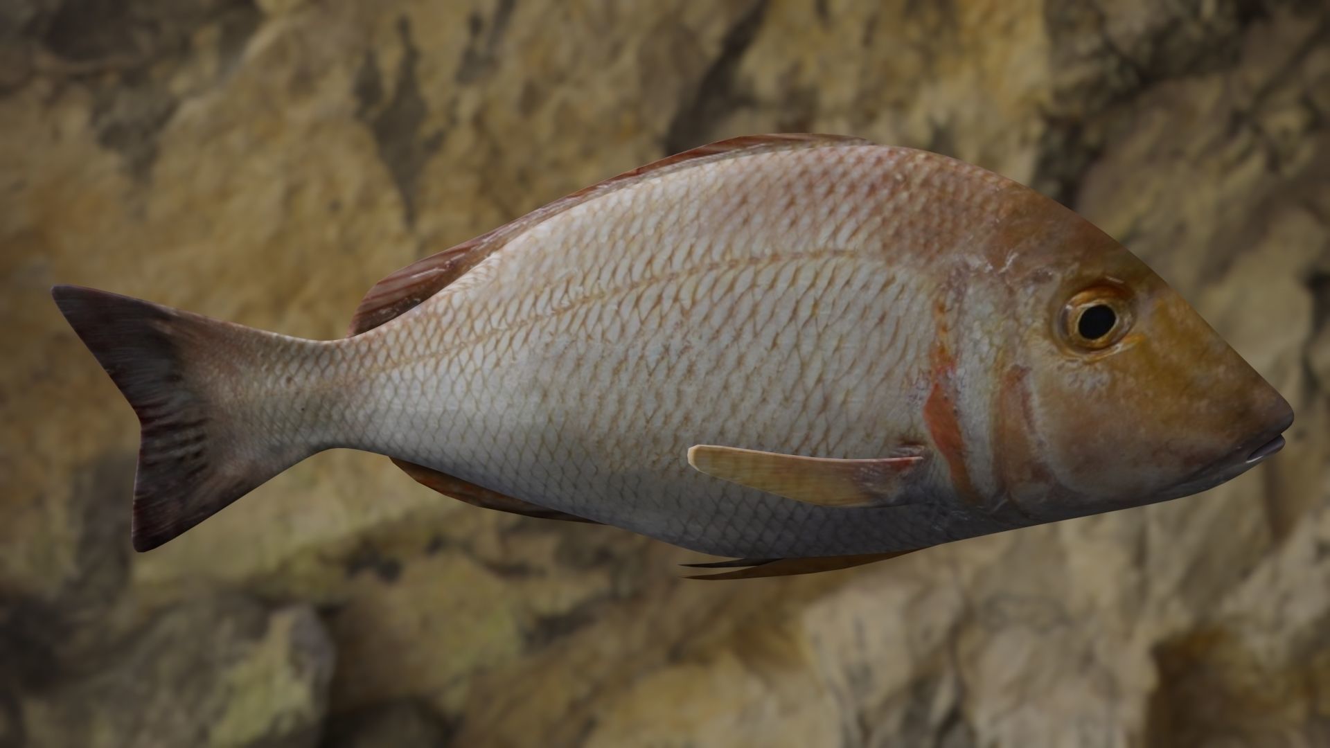 Lethrinus lentjan fish Low-poly 3D model_7