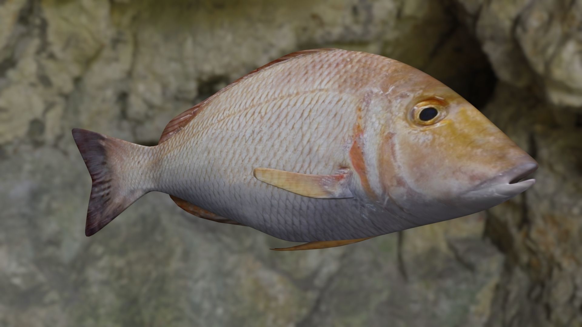 Lethrinus lentjan fish Low-poly 3D model_15