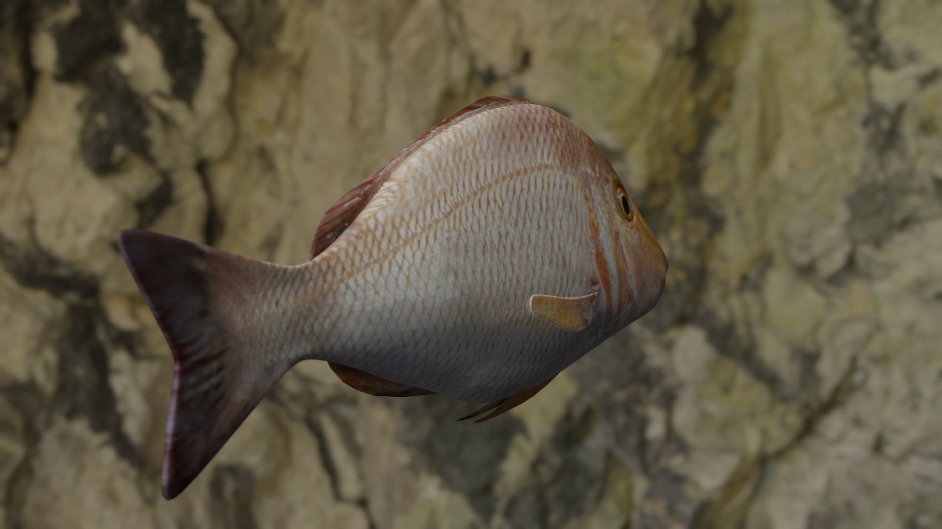 Lethrinus lentjan fish Low-poly 3D model_8