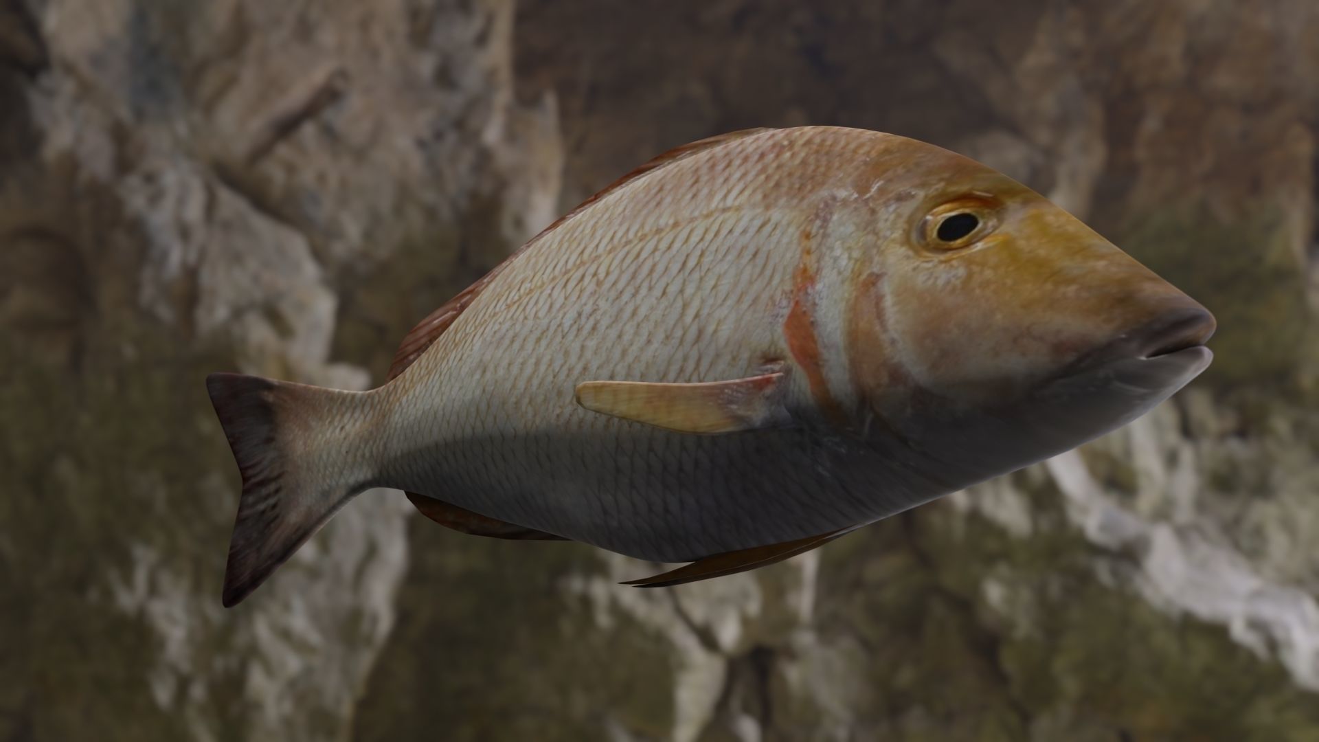 Lethrinus lentjan fish Low-poly 3D model_17