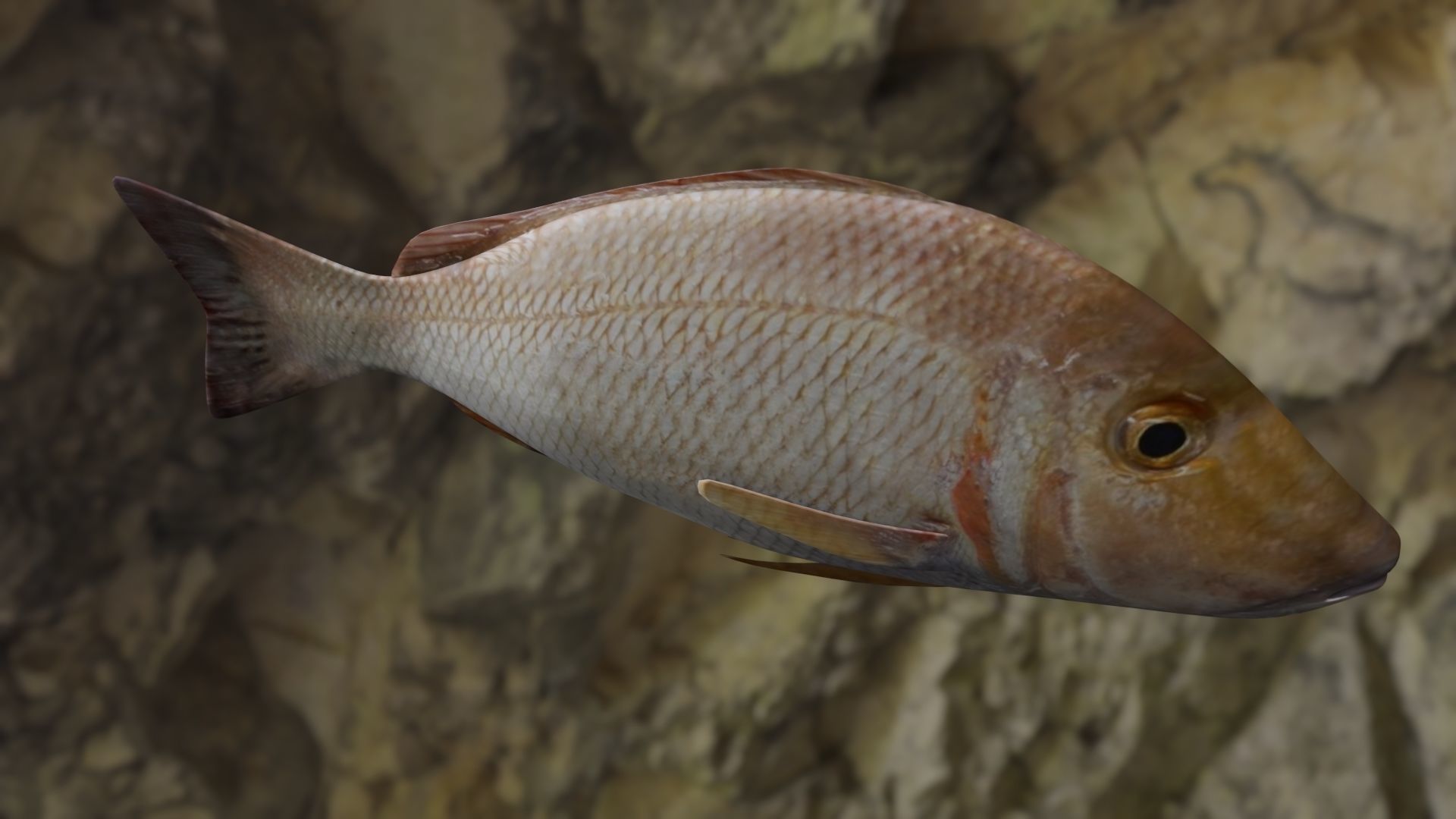 Lethrinus lentjan fish Low-poly 3D model_2