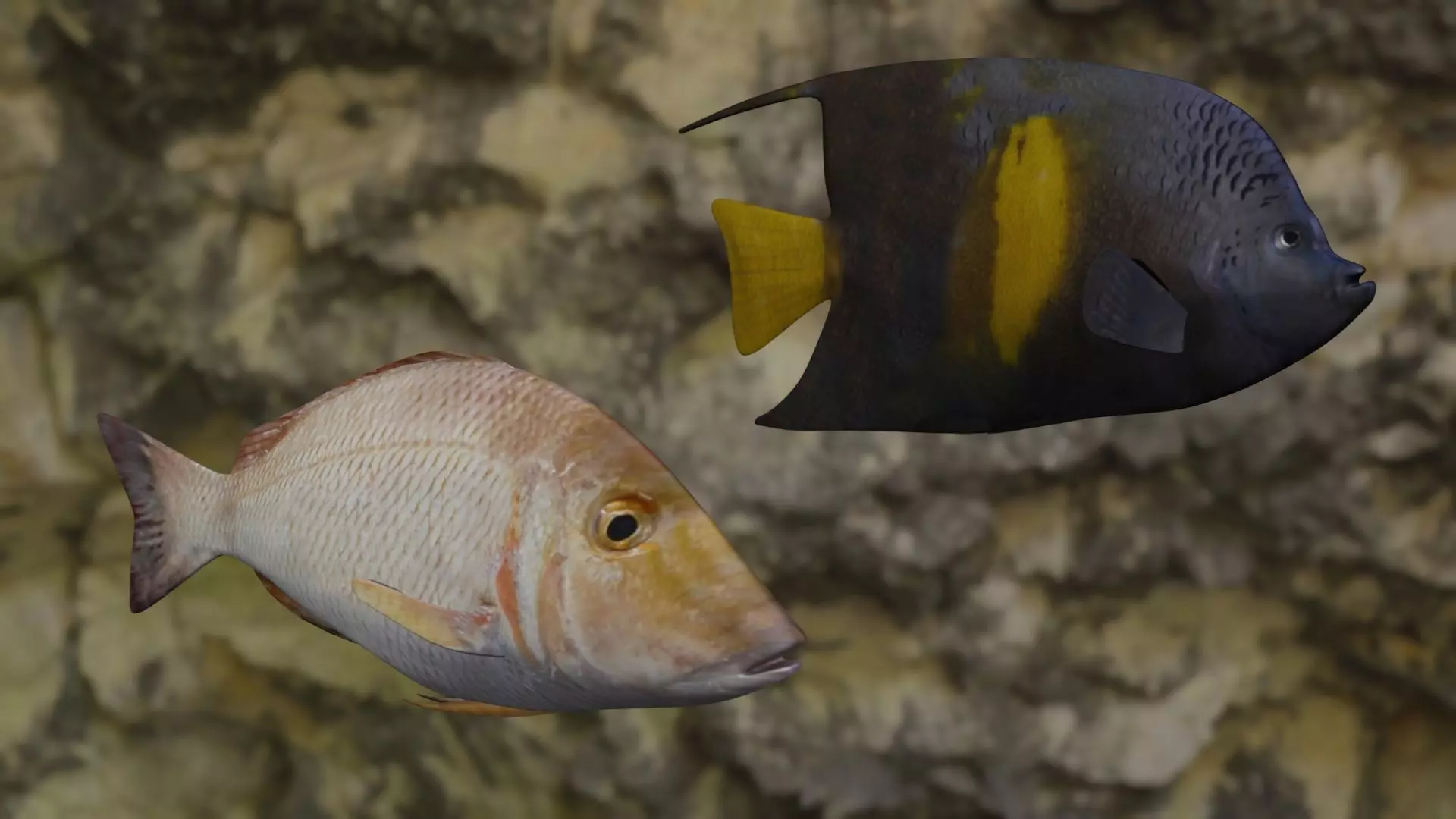 Fishes two fish swimming in rocky area 3D Model Collection_0