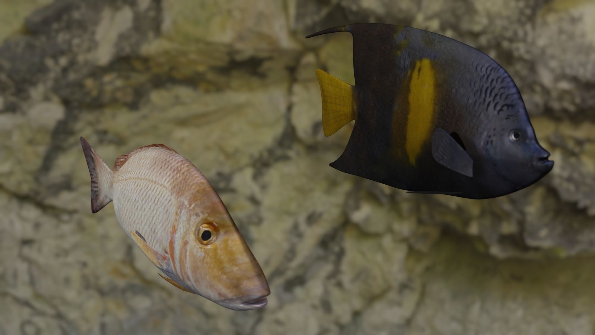 Fishes two fish swimming in rocky area 3D Model Collection_2