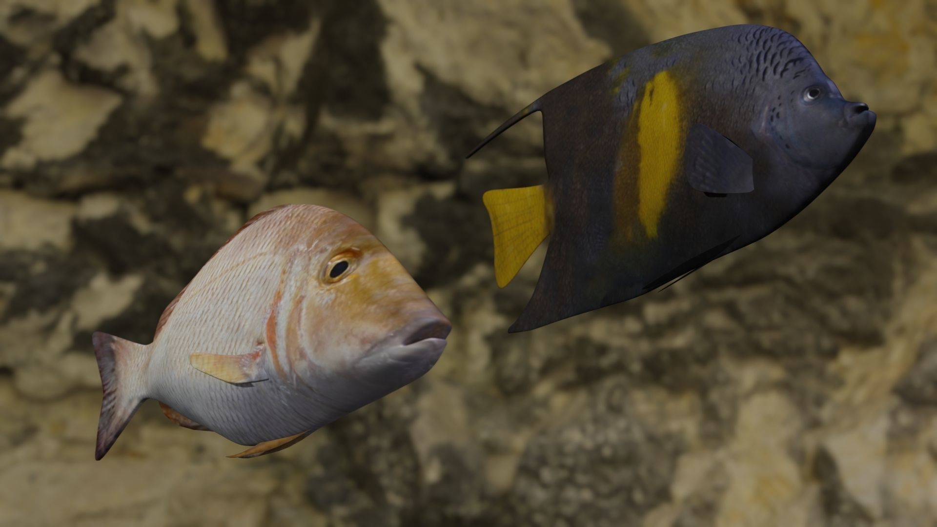 Fishes two fish swimming in rocky area 3D Model Collection_3