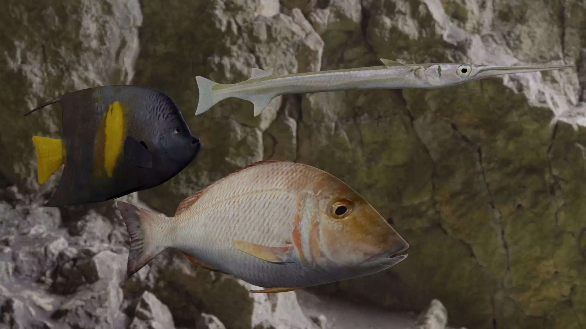 Fishes angelfish in ocean 3D Model Collection_0