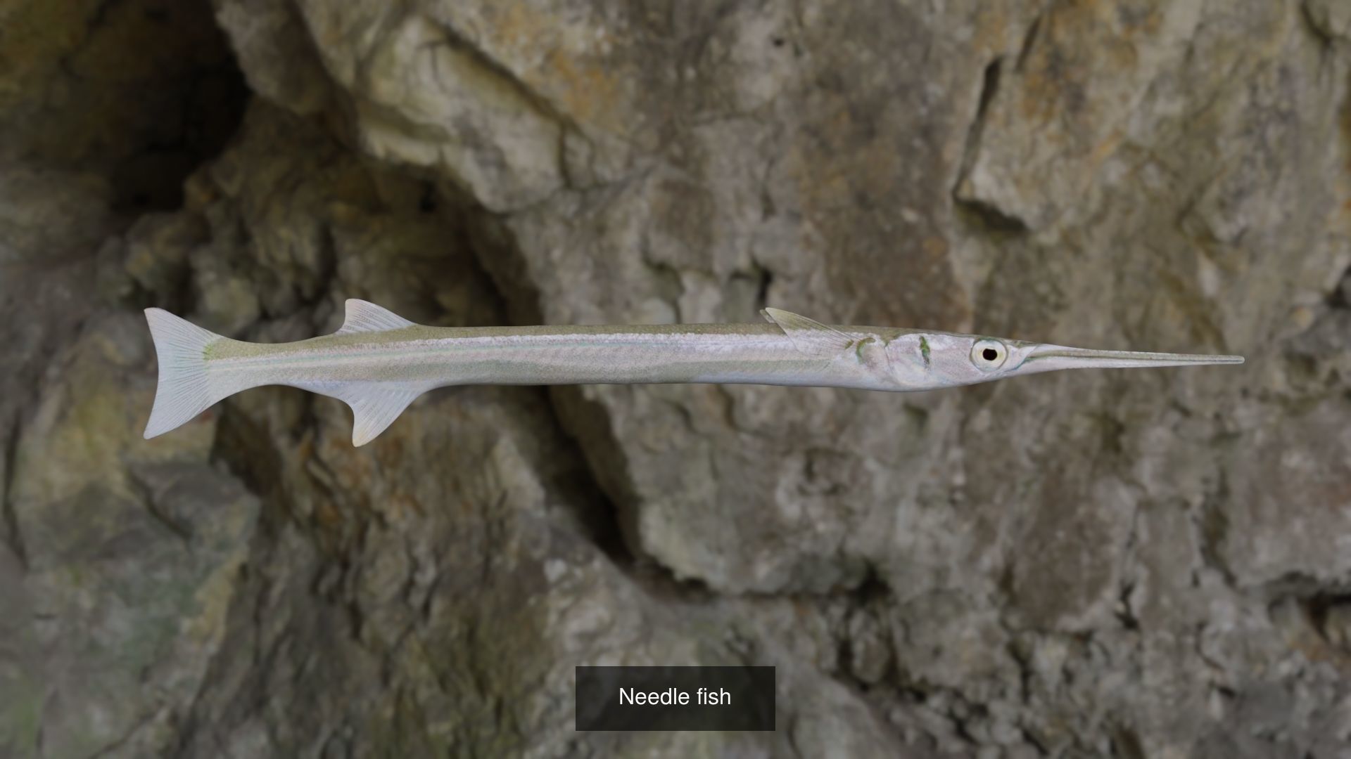 Fishes angelfish in ocean 3D Model Collection_2