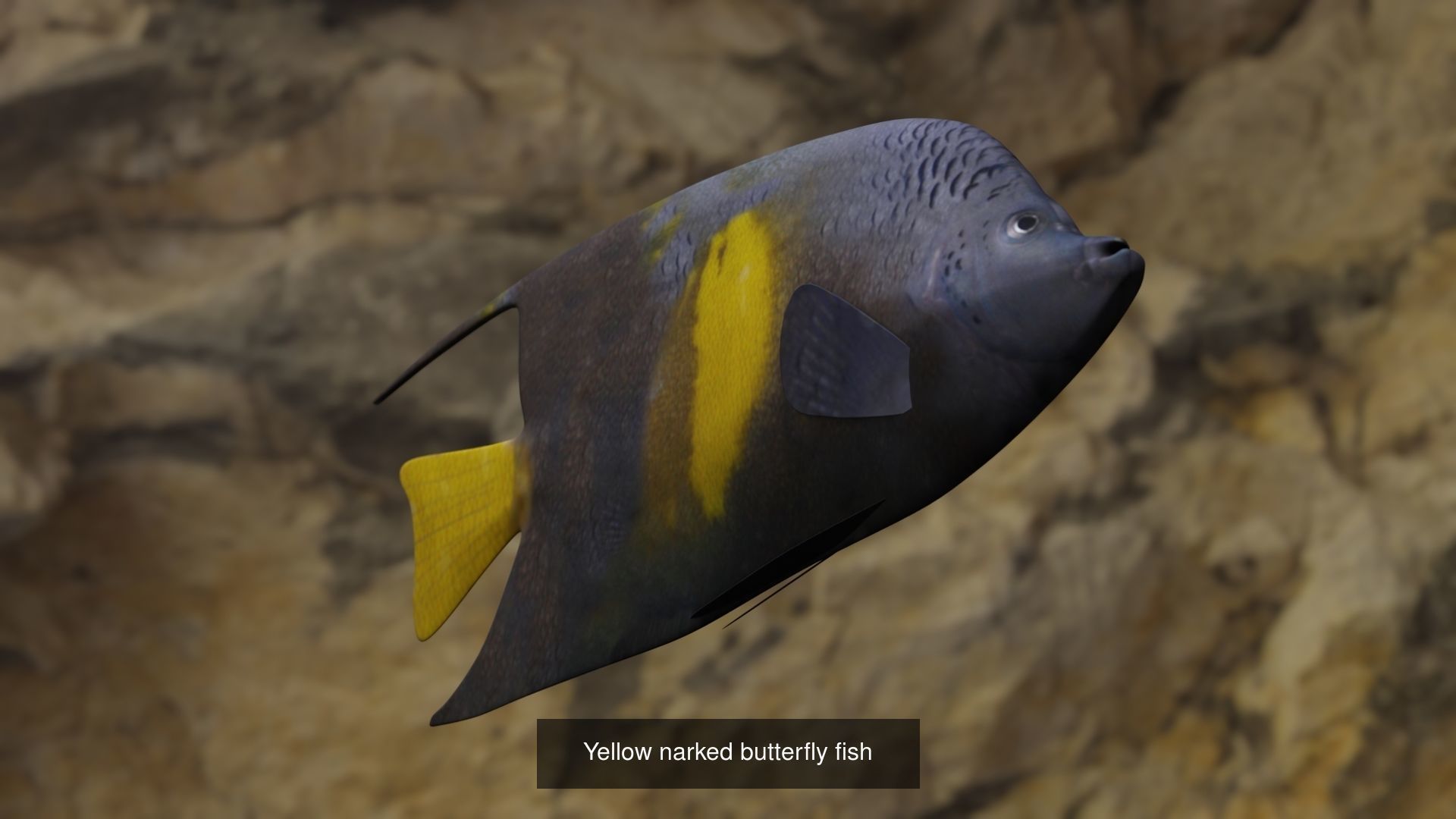 Fishes angelfish in ocean 3D Model Collection_3