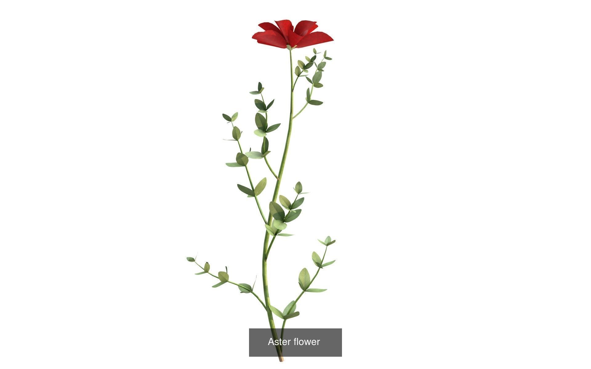 Flora Colorful Plant Collection _11