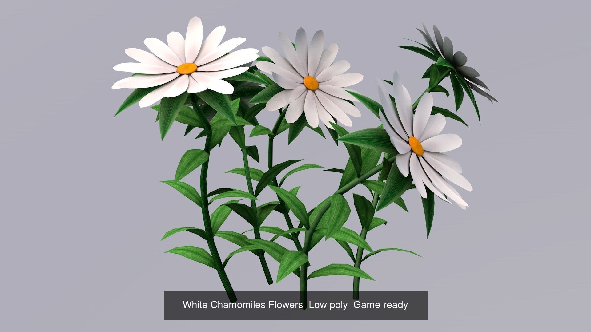 Flora Colorful Plant Collection _3