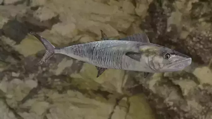 Barred spanish Meckerel fish Low-poly 3D model