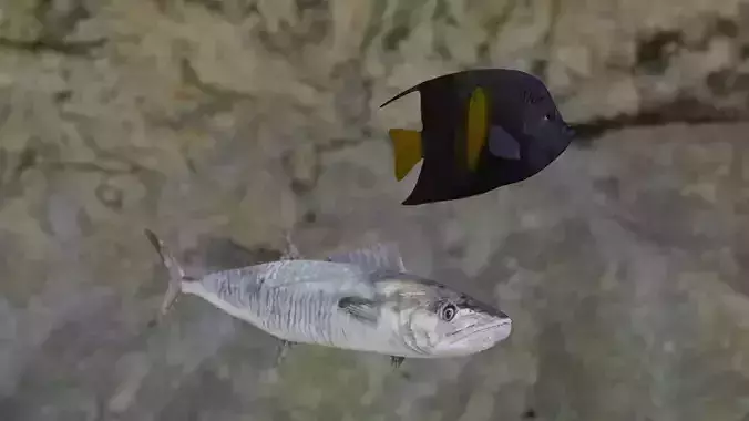 Fishes angelfish in ocean 3D Model Collection