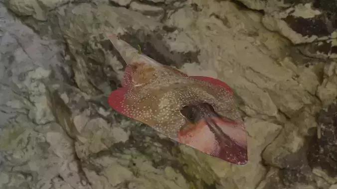 Guiltar Fish Low-poly 3D model