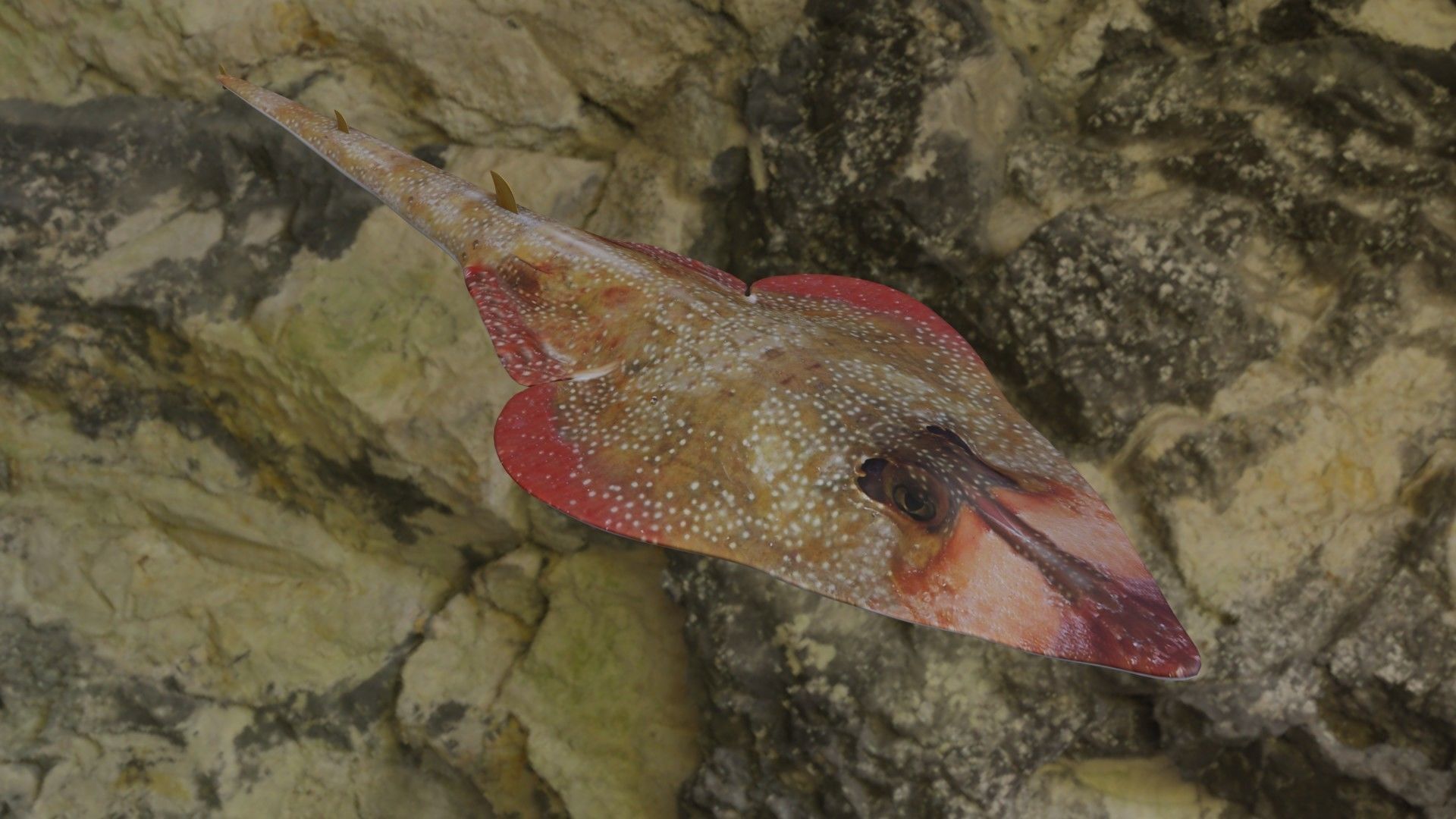Guiltar Fish Low-poly 3D model_16