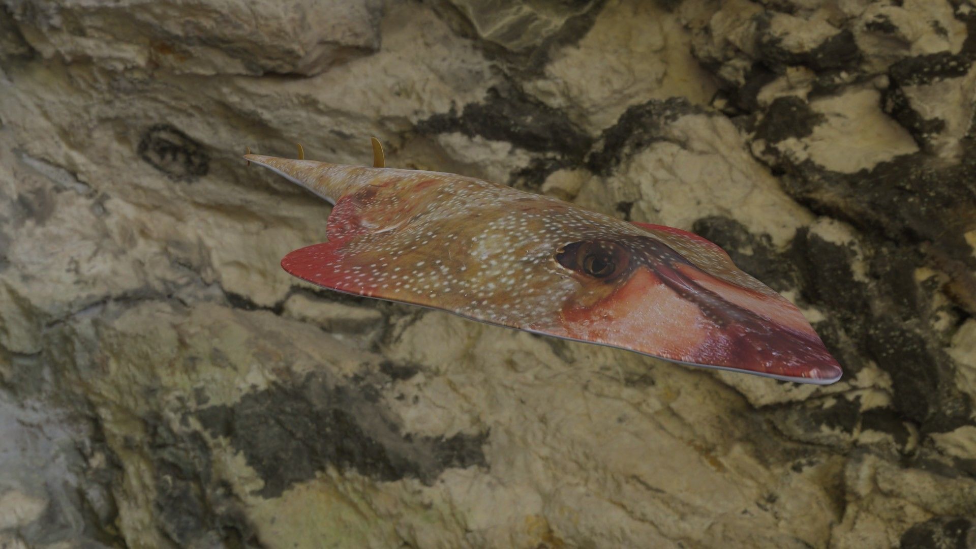 Guiltar Fish Low-poly 3D model_2