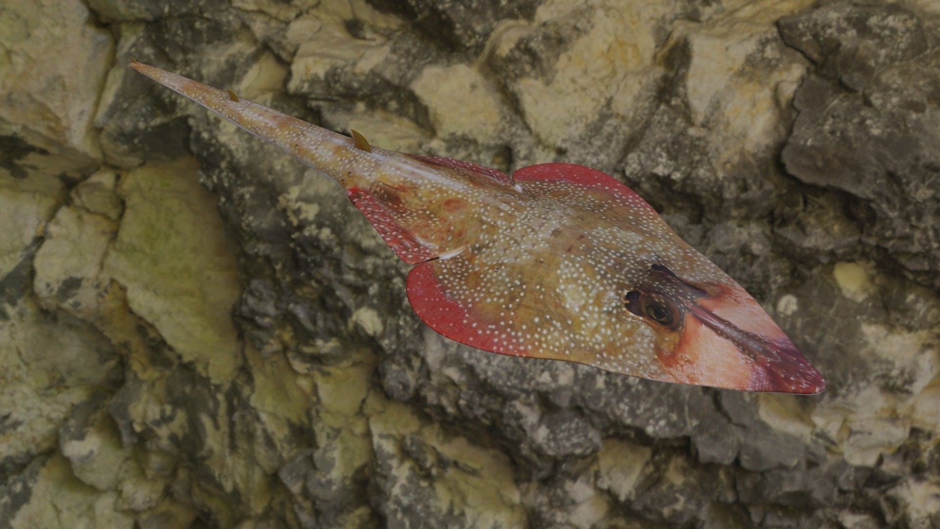 Guiltar Fish Low-poly 3D model_20