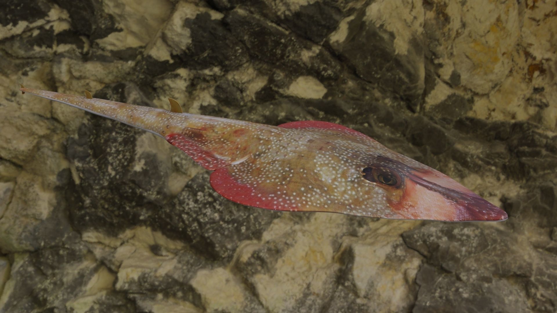 Guiltar Fish Low-poly 3D model_12