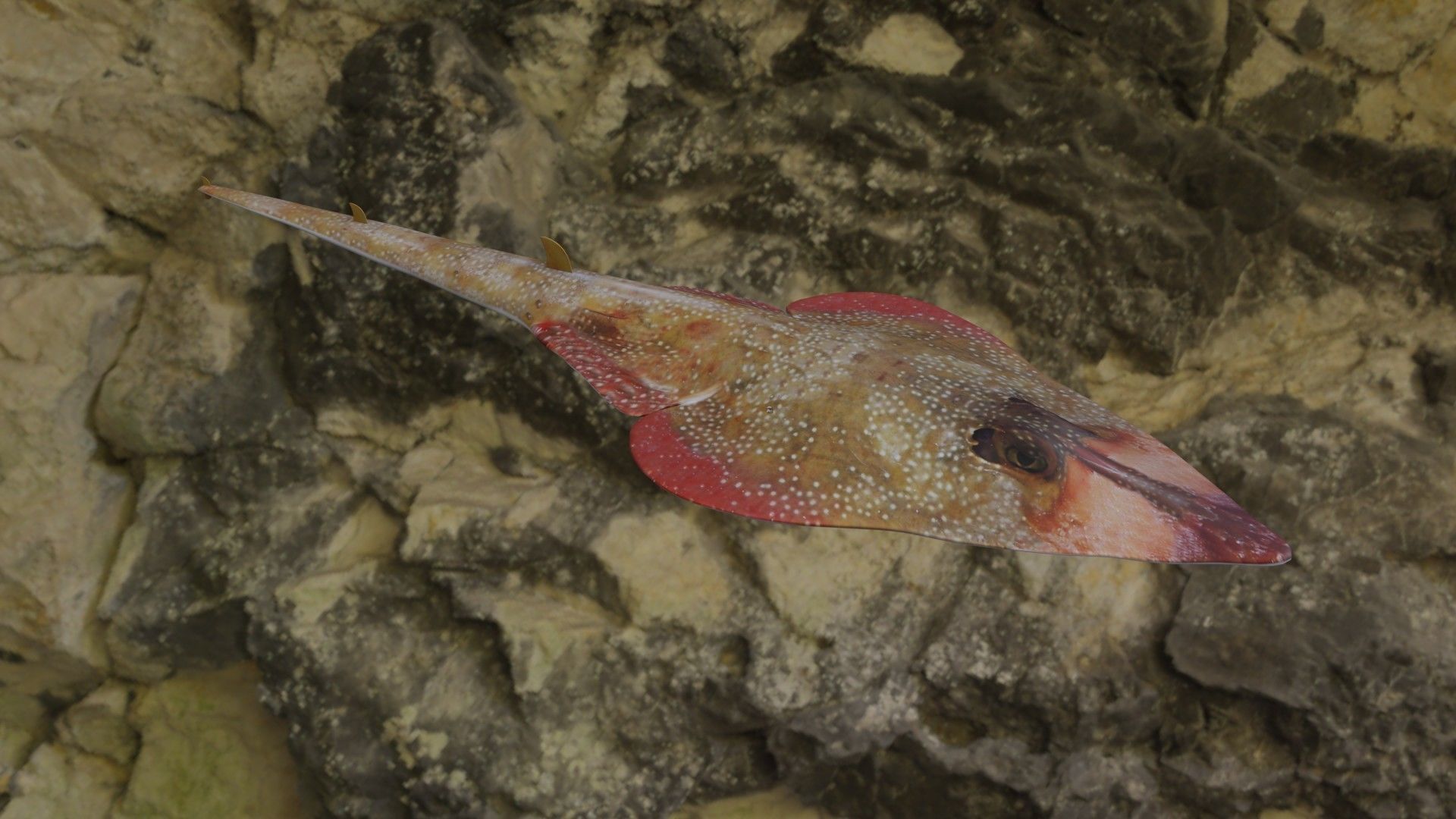 Guiltar Fish Low-poly 3D model_8