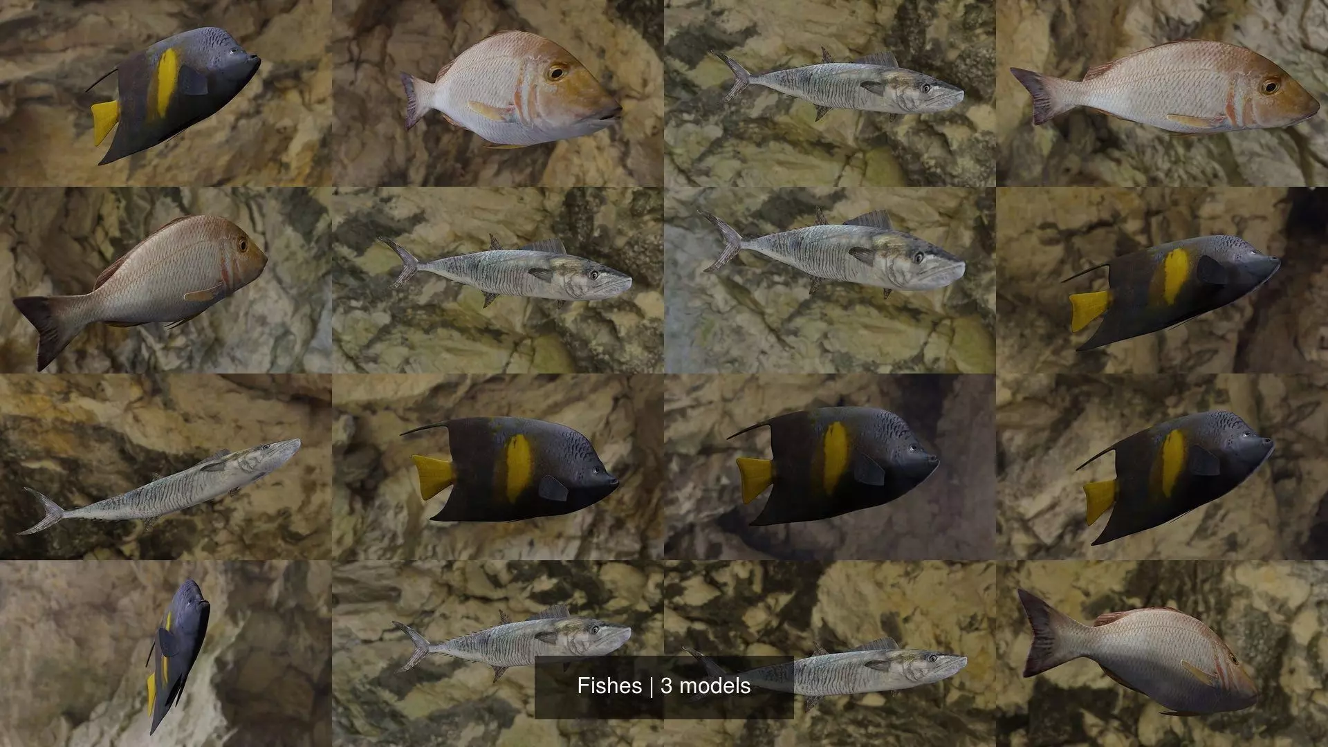 Fishes angelfish in ocean 3D Model Collection_1