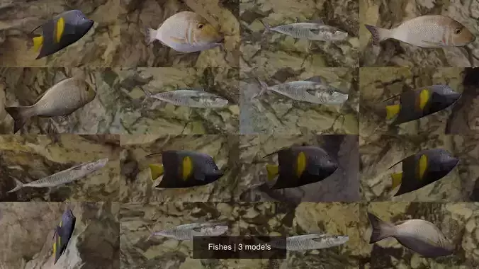 Fishes angelfish in ocean