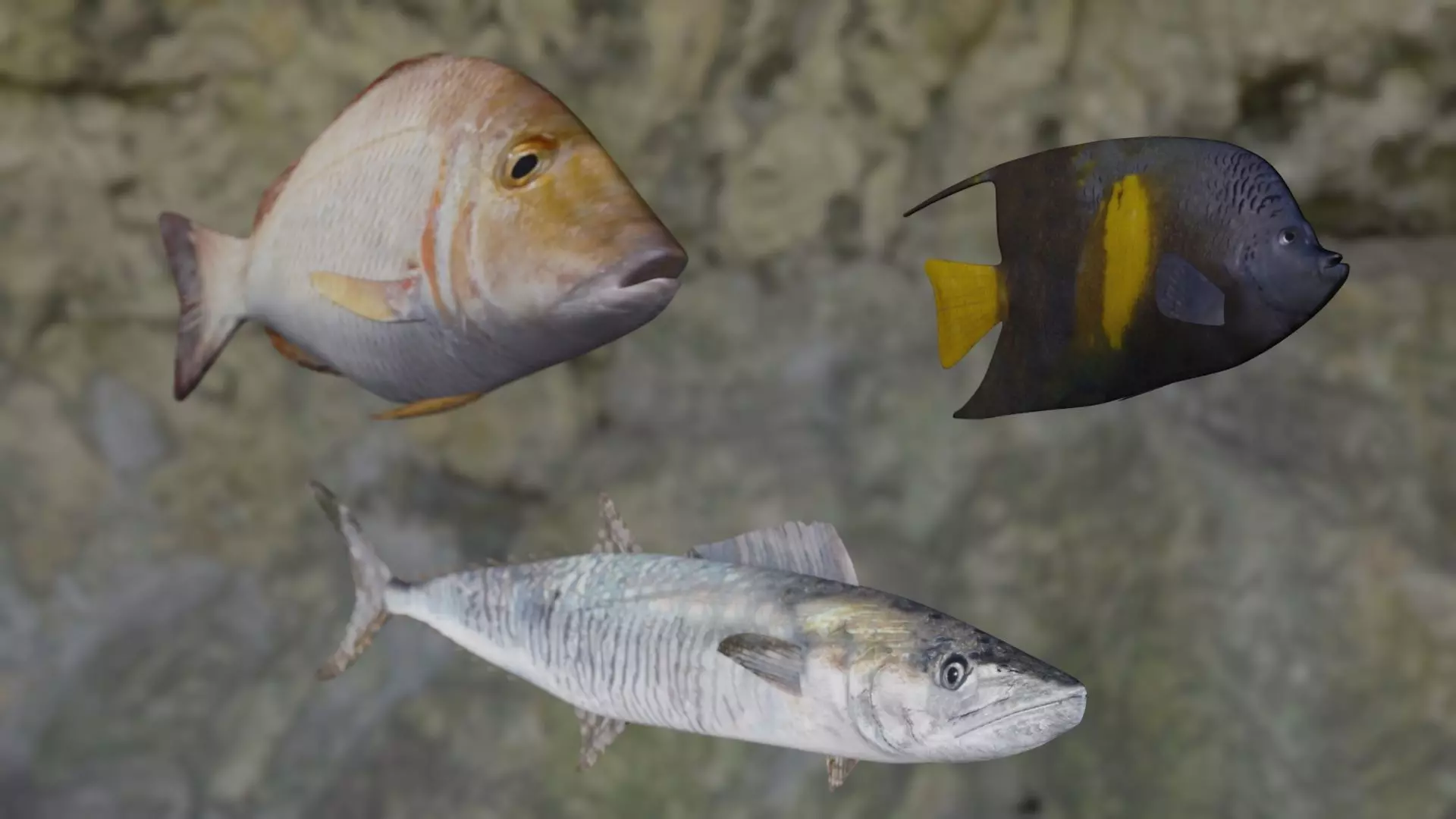 Fishes angelfish in ocean 3D Model Collection_0