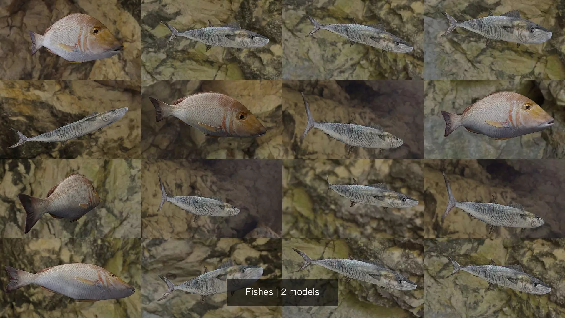 Fishes fish in virtual world 3D Model Collection_1