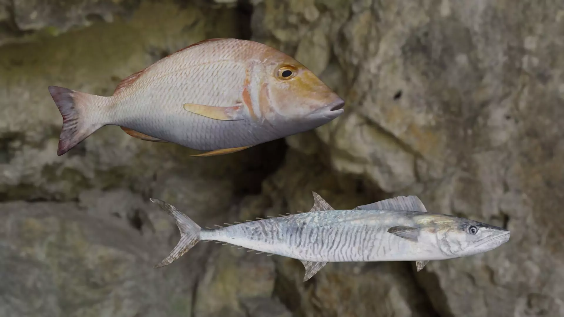 Fishes fish in virtual world 3D Model Collection_0