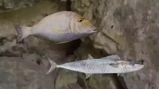 Fishes fish in virtual world 3D Model Collection