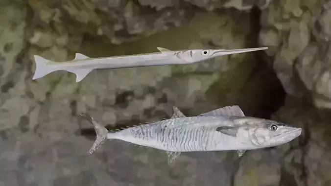 Fishes two fish in rock formation 3D Model Collection