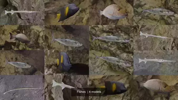 Fishes angelfish in ocean