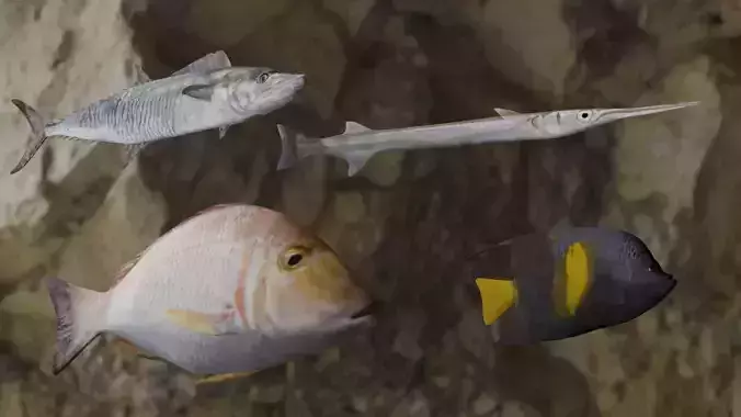 Fishes angelfish in ocean 3D Model Collection