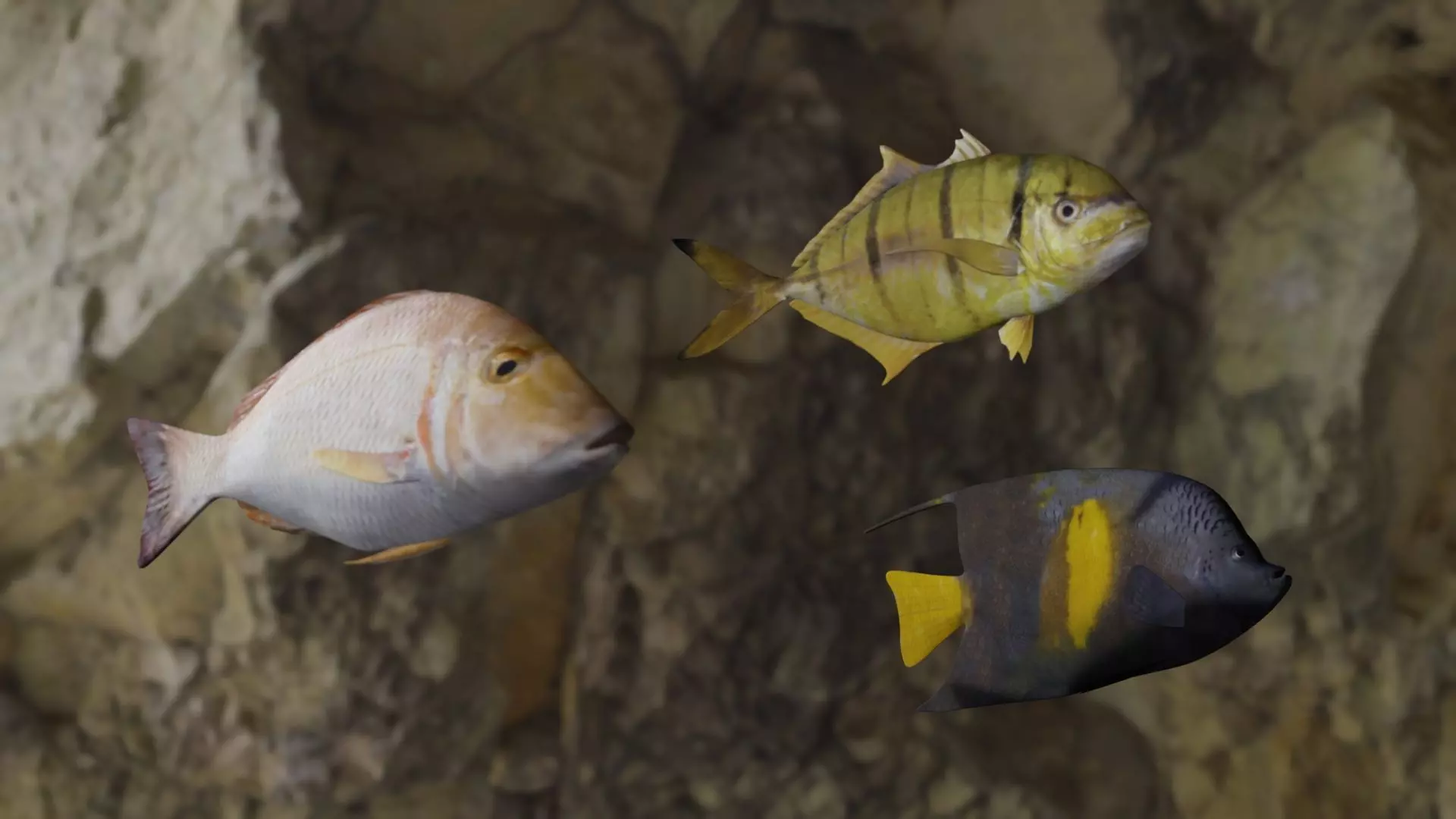 Fishes fish 3D Model Collection_0