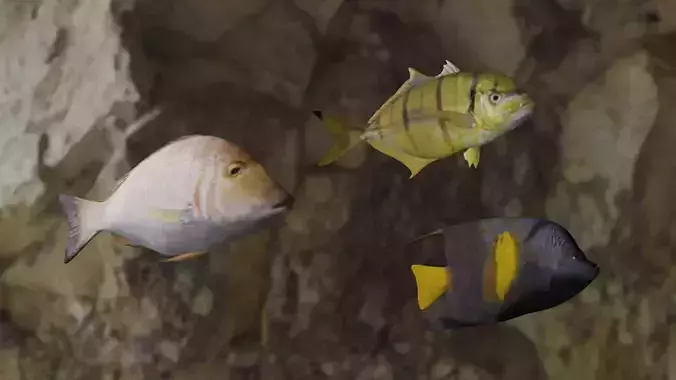Fishes fish 3D Model Collection Fishes fish 3D Model Collection