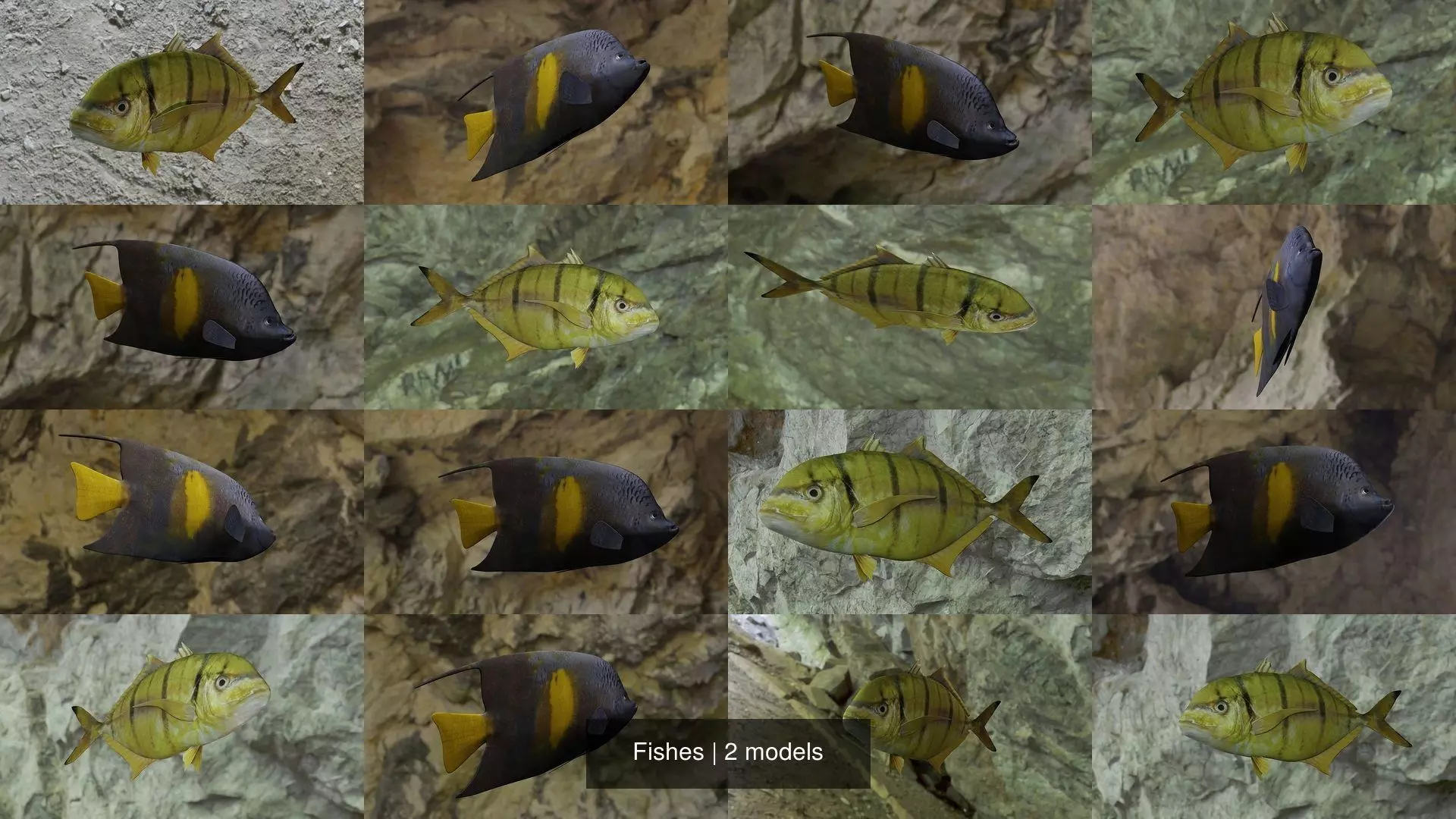 Fishes fish 3D Model Collection_1