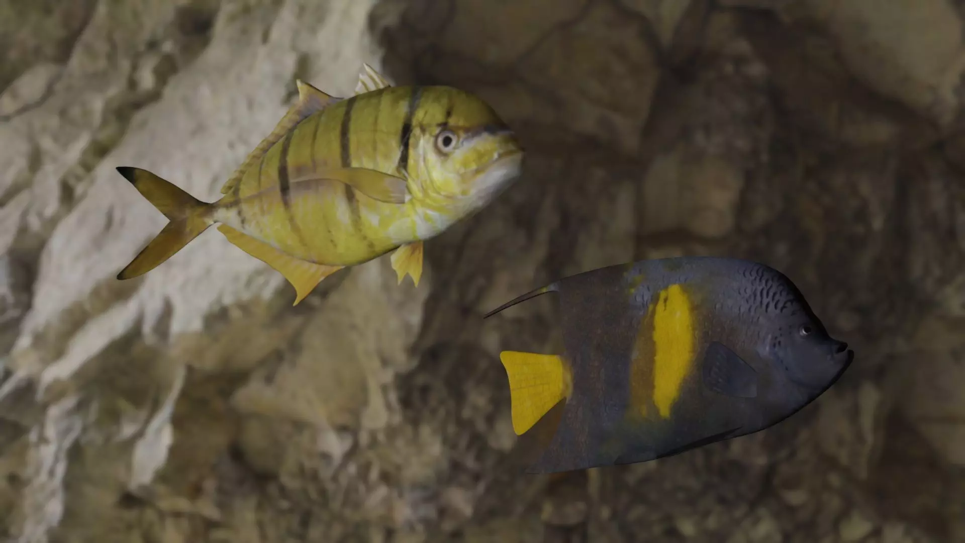 Fishes fish 3D Model Collection_0