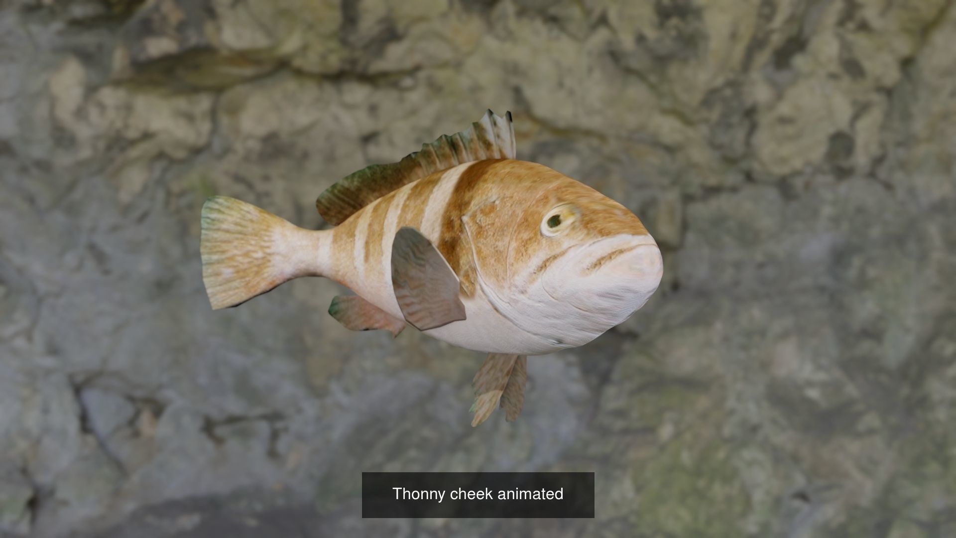 9 Fishes fish 3D Model Collection_6
