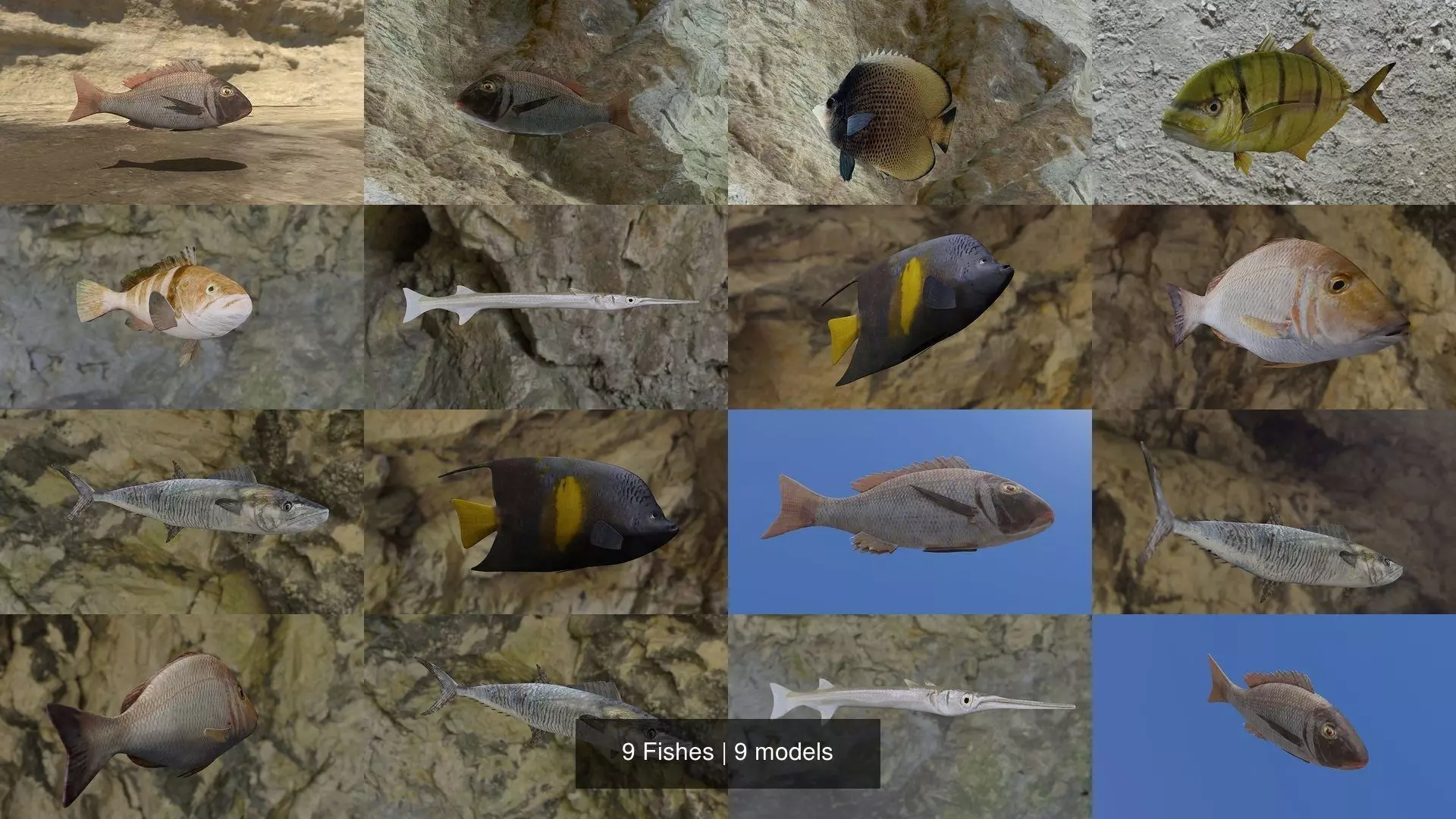 9 Fishes fish 3D Model Collection_0