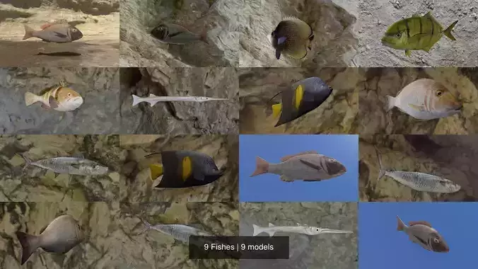 9 Fishes fish 3D Model Collection