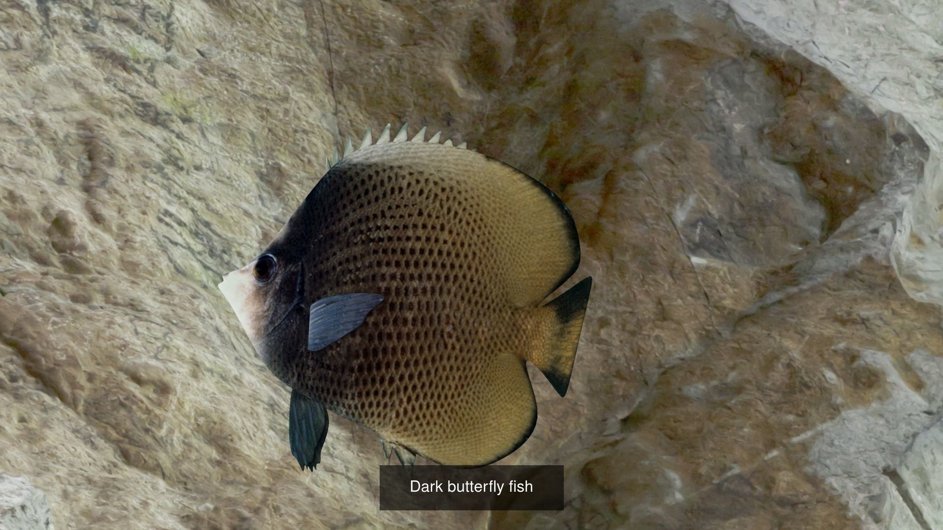 9 Fishes fish 3D Model Collection_4