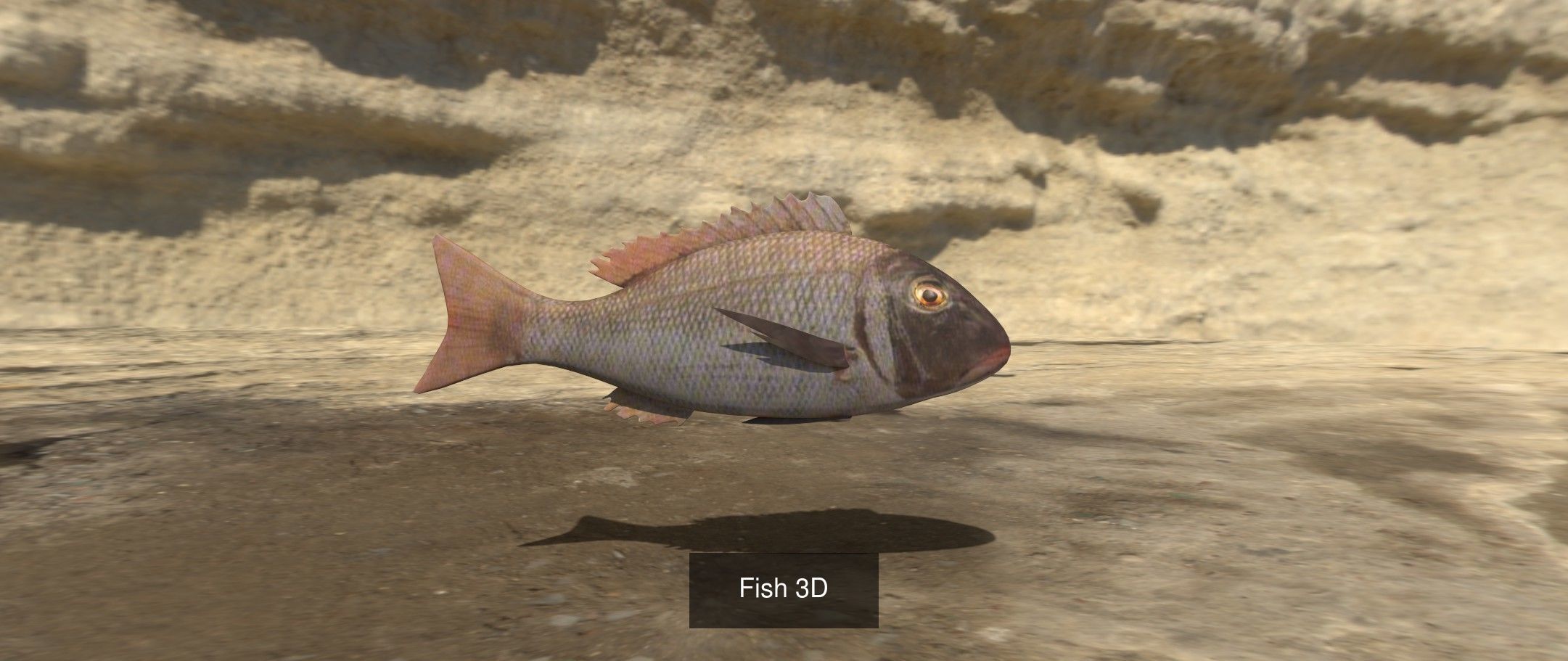 9 Fishes fish 3D Model Collection_2