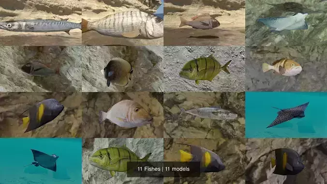 11 Fishes 3D Model Collection