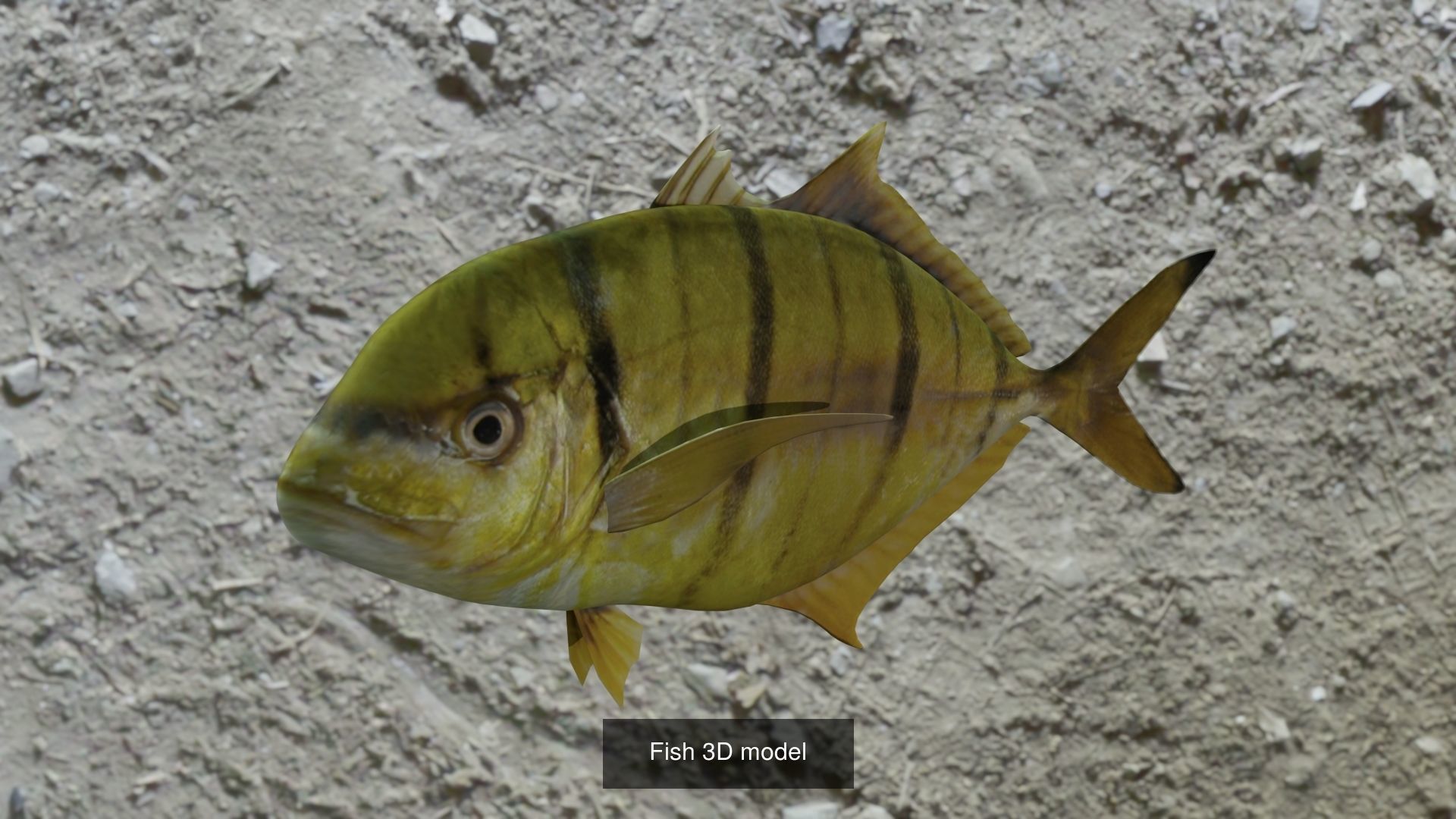 11 Fishes 3D Model Collection_8